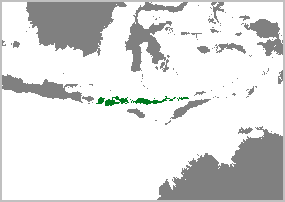Varanus komodoensis