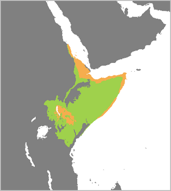 Struthio molybdophanes