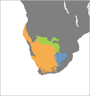 Suricata suricatta