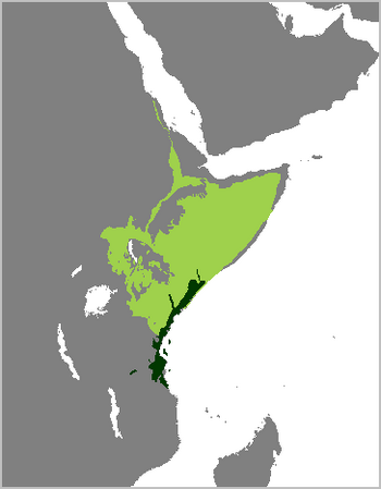 Beatragus hunteri