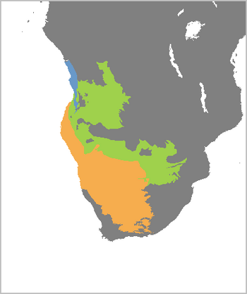 Elephantulus intufi