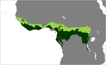 Pan troglodytes