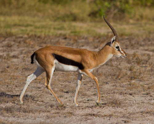 Leaping Impala Picture -- Botswana Photo -- National Geographic Photo of the Day
