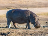 Hippopotamus amphibius