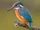 Alcedo atthis