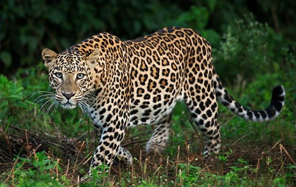 Леопард Panthera pardus