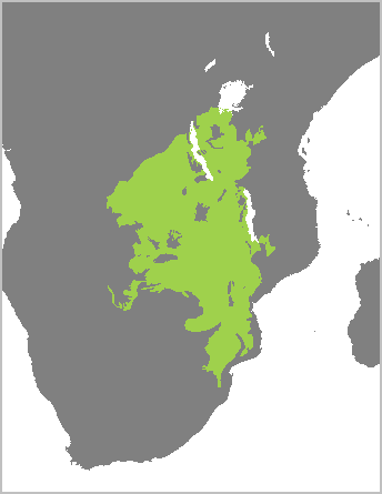 Agapornis lilianae