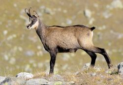 Pyrenean Chamois - Facts, Diet, Habitat & Pictures on