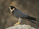 Peregrine Falcon