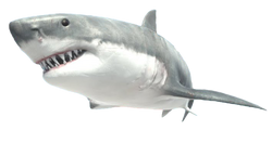 Great White Shark | Animal Revolt Battle Simulator Wiki | Fandom