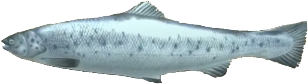 Salmon, Animal Revolt Battle Simulator Wiki