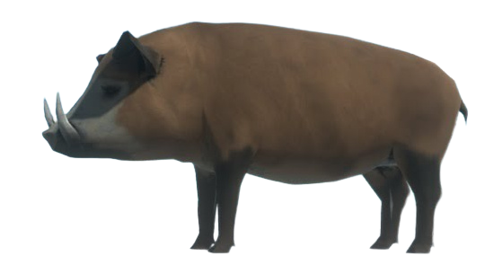 Wild Boar | Animal Revolt Battle Simulator Wiki | Fandom Wild Boar | Animal Revolt Battle Simulator Wiki | Fandom