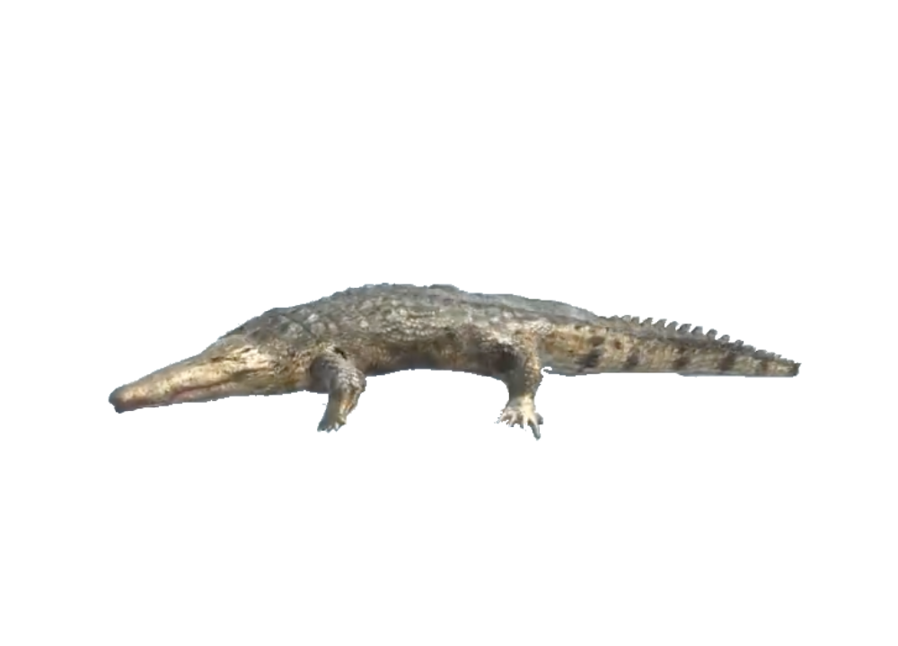 Saltwater Crocodile | Animal Revolt Battle Simulator Wiki | Fandom