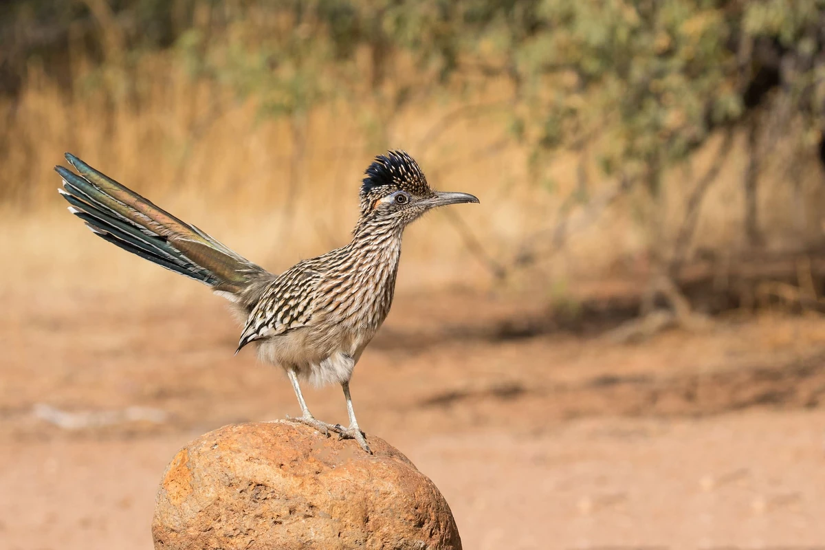 Roadrunner Animal Simulator Wiki Fandom