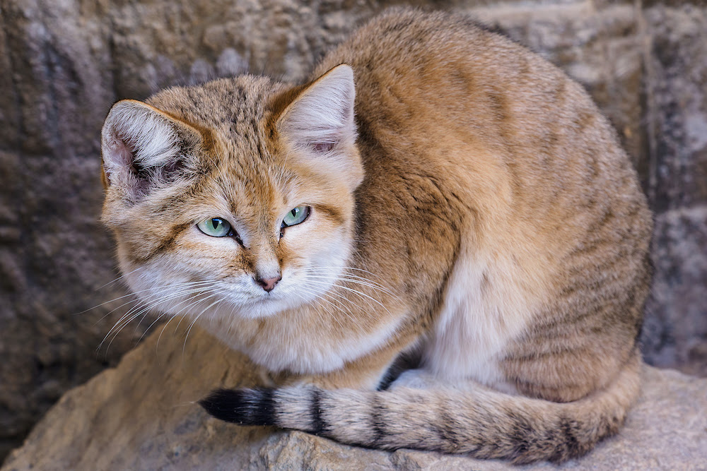Sand Cat Animal Simulator Wiki Fandom sand-cat-animal-simulator-wiki-fandom