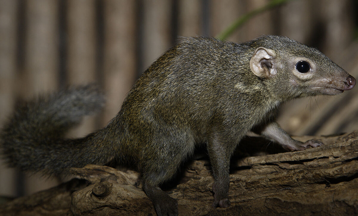 Tree shrew | Animal Simulator Wiki | Fandom