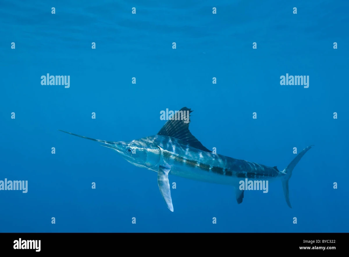 Marlin (playable animal) | Animal Simulator Wiki | Fandom