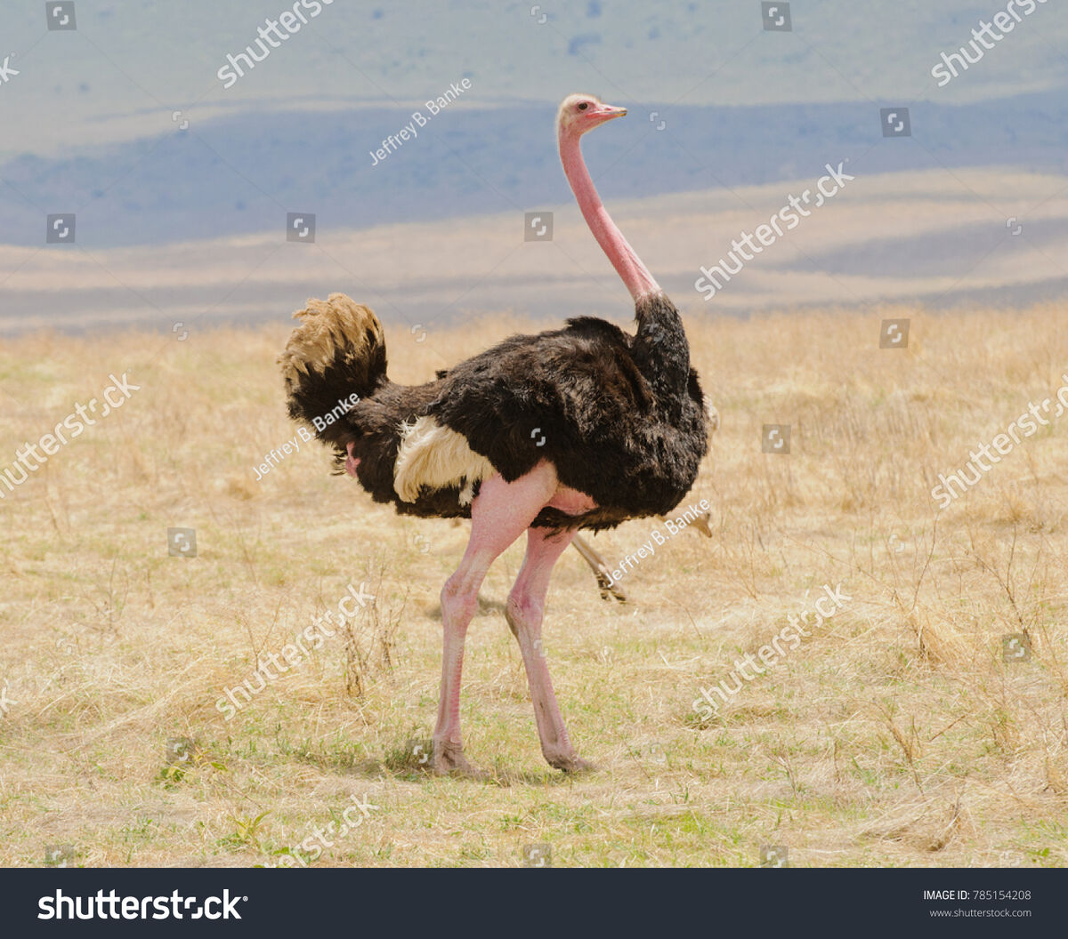 Ostrich (enemy) | Animal Simulator Wiki | Fandom