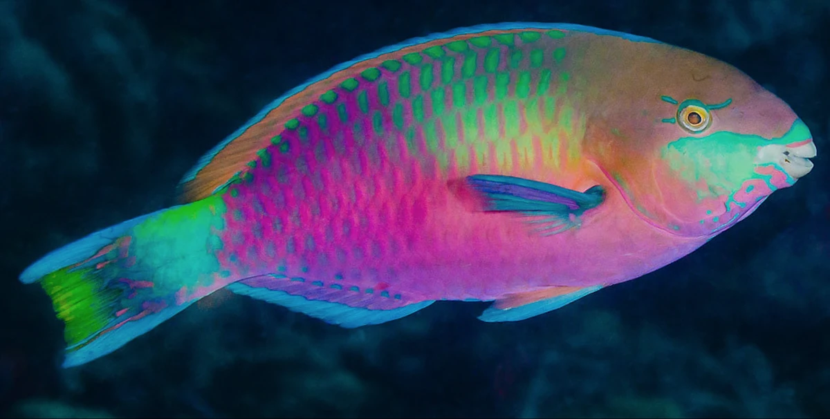 Parrotfish Animal Simulator Wiki Fandom