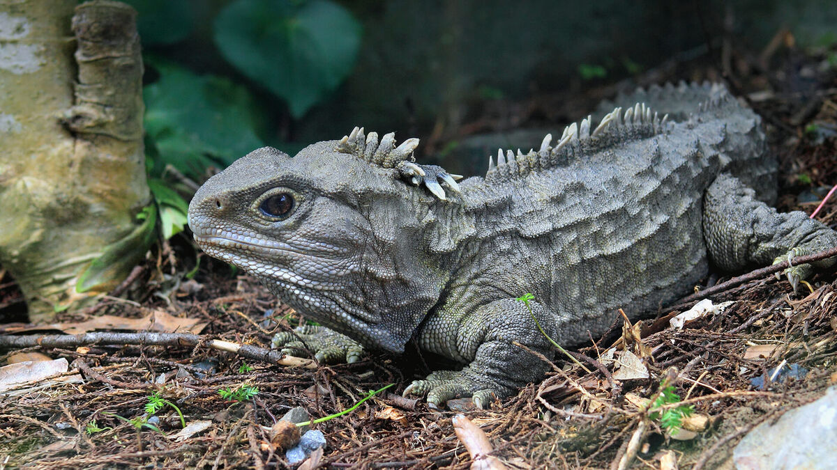 Tuatara | Animal Simulator Wiki | Fandom