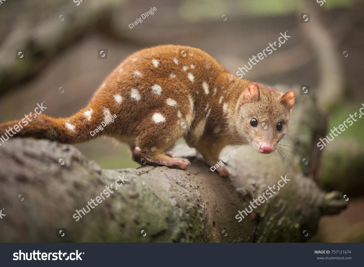 Quoll visual data 3