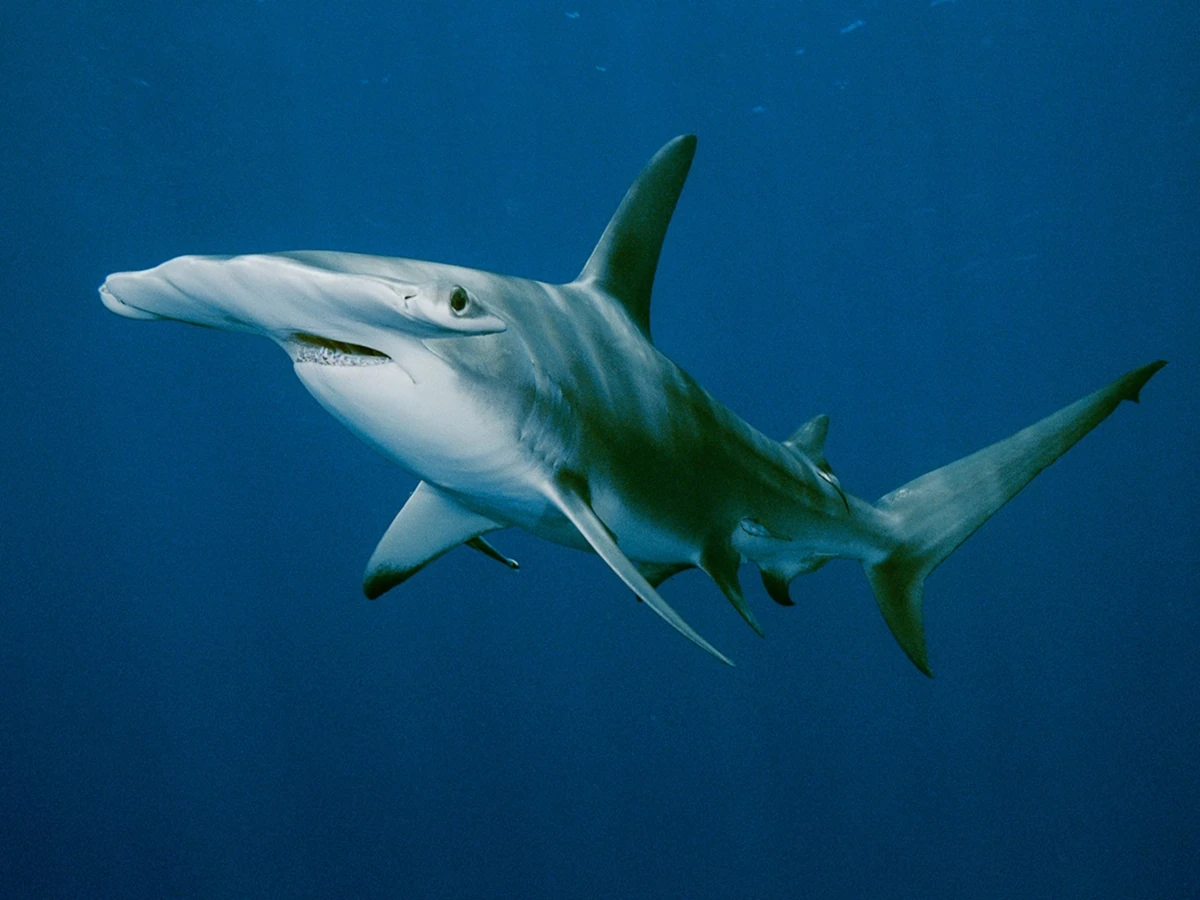 Hammerhead shark | Animal Simulator Wiki | Fandom