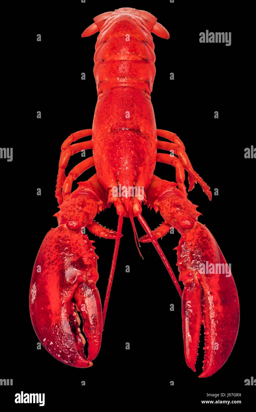 Lobster (enemy) Animal Simulator Wiki Fandom