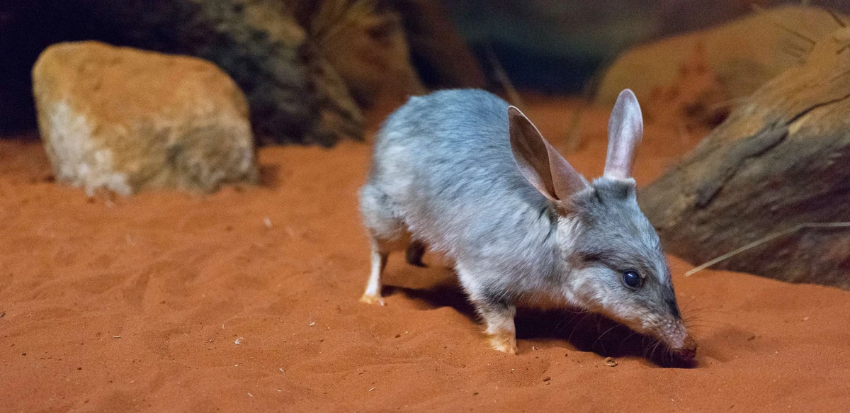 Bilby | Animal Simulator Wiki | Fandom