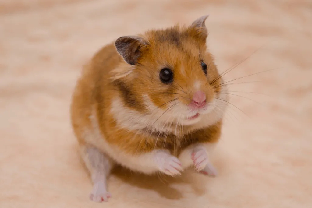 Syrian hamster breeding - Wikipedia