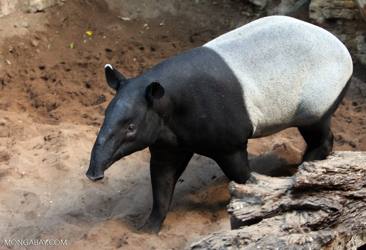 Brazilian Tapir Zoo animals, Animals wild, Tapir