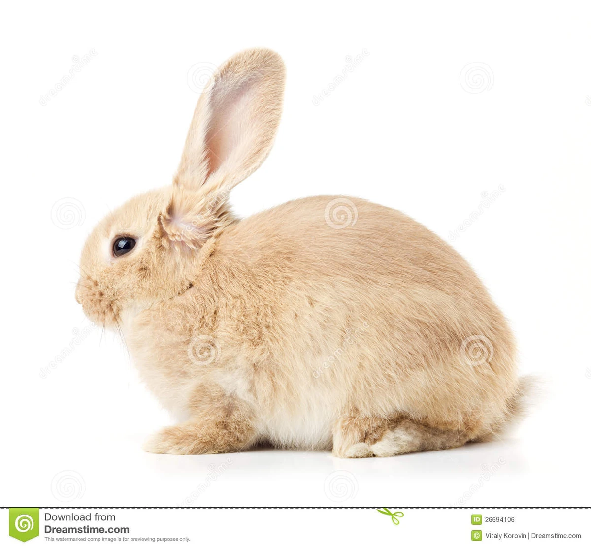 Rabbit enemy Animal Simulator Wiki Fandom rabbit-enemy-animal-simulator-wiki-fandom