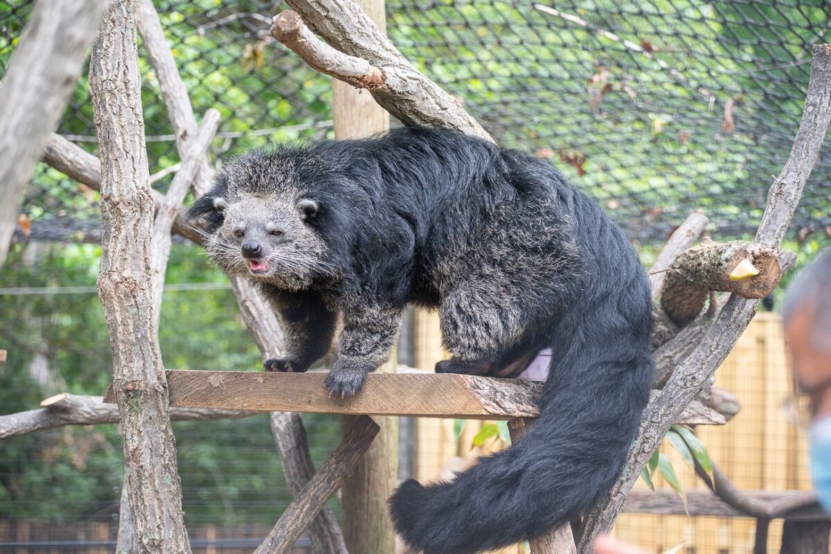 Binturong | Animal Simulator Wiki | Fandom
