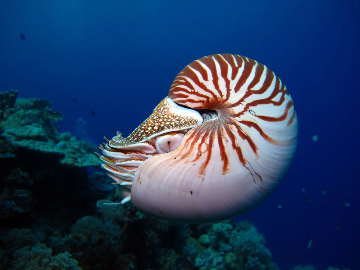 Nautilus | Animal Simulator Wiki | Fandom