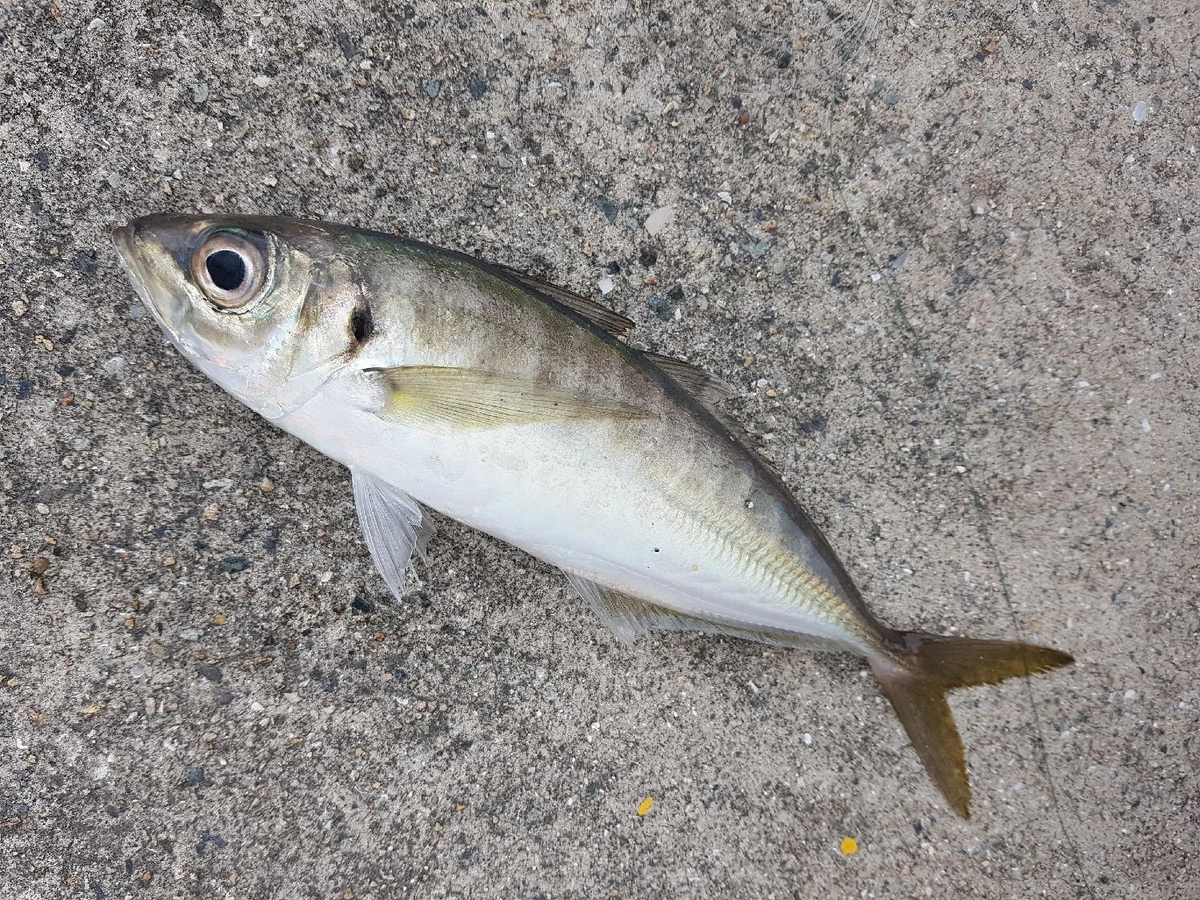 Mackerel Animal Simulator Wiki Fandom