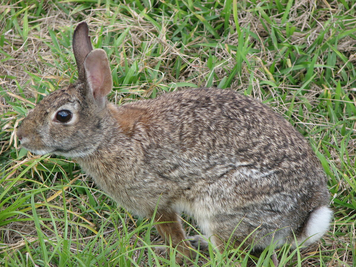 cottontail-rabbit-animal-simulator-wiki-fandom