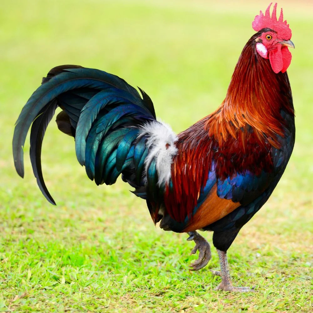 chicken-enemy-animal-simulator-wiki-fandom