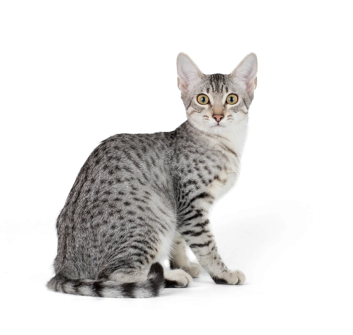 Egyptian Mau cat Animal Simulator Wiki Fandom