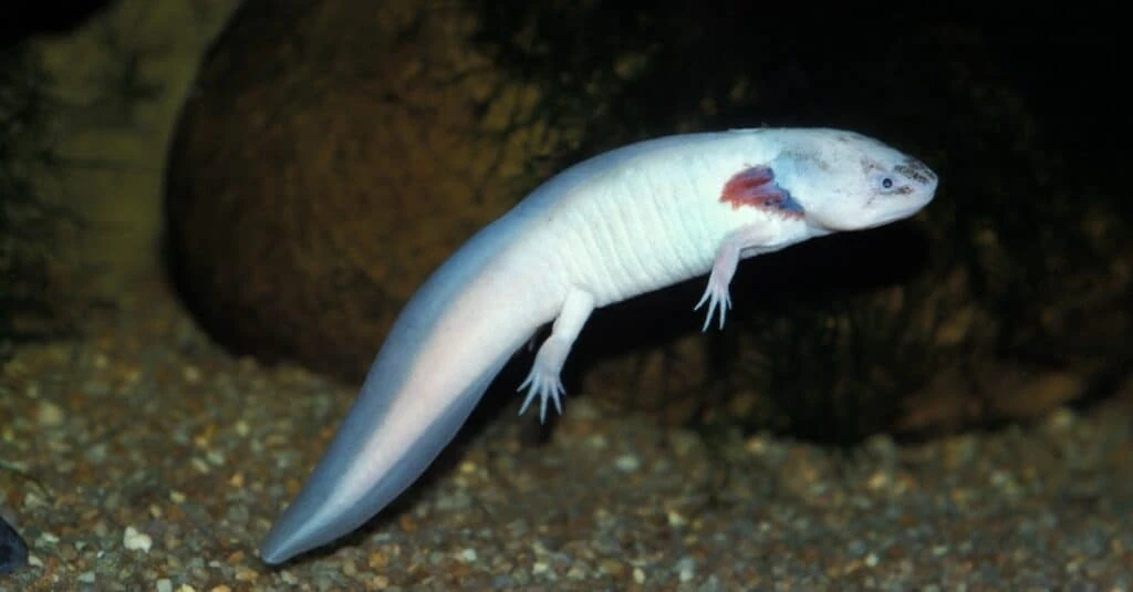 Axolotl (enemy) Animal Simulator Wiki Fandom