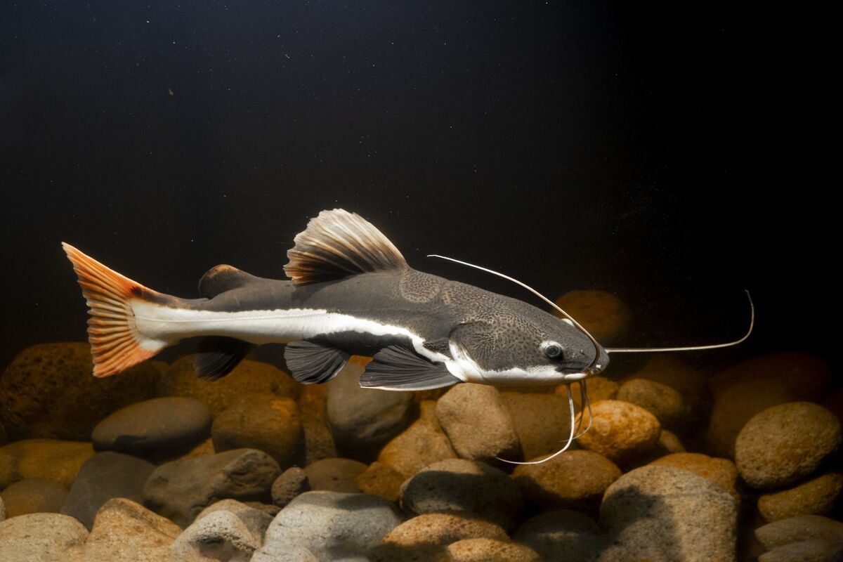 catfish-animal-simulator-wiki-fandom