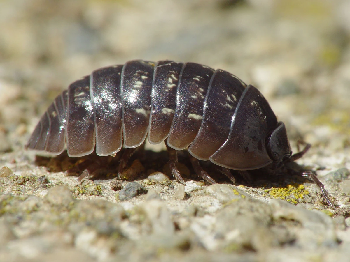 Pill bug Animal Simulator Wiki Fandom