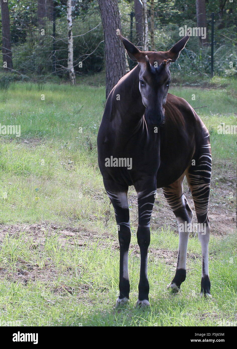 Okapi - Wikipedia