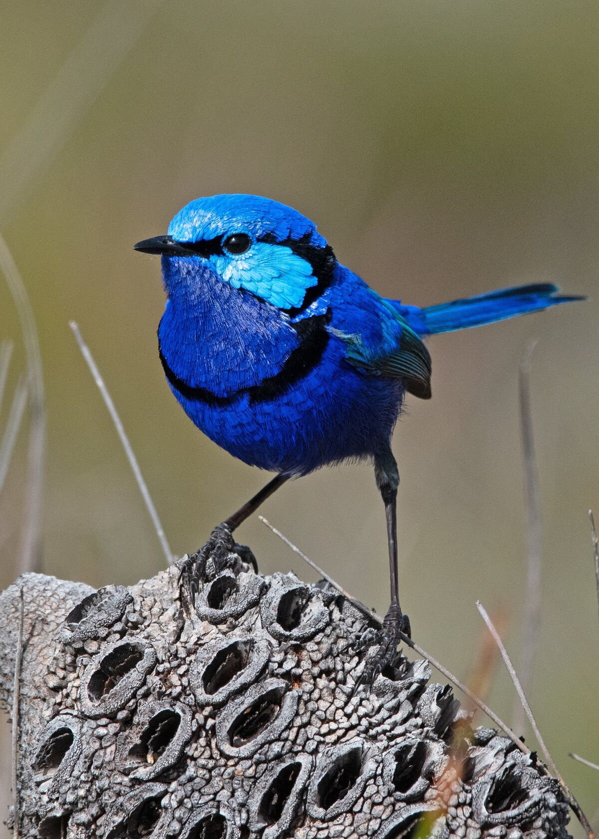 Fairywren | Animal Simulator Wiki | Fandom