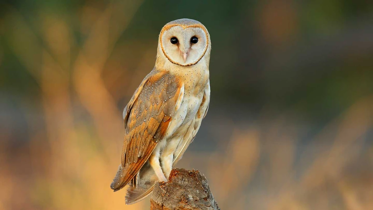 Owl (enemy) Animal Simulator Wiki Fandom