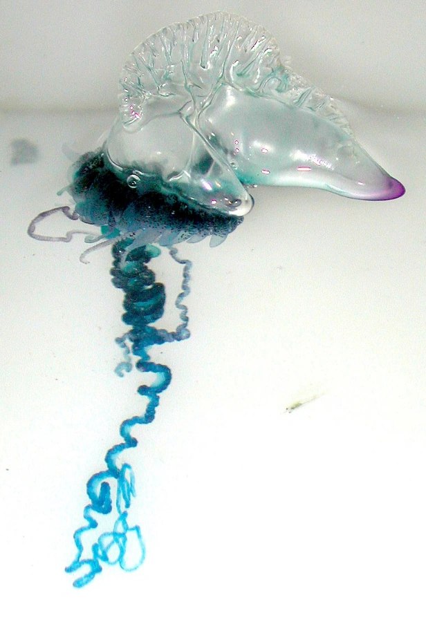 Portuguese man o' war | Animal species Wiki | Fandom