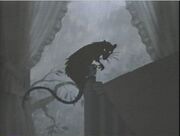 Rat