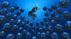 Piranhas