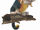 Macawnivore
