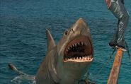 Great White Shark from Jaws the Revenge