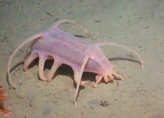 Sea-Pig real life
