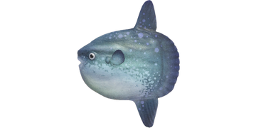 Ocean Sunfish Animal Crossing Wiki Fandom